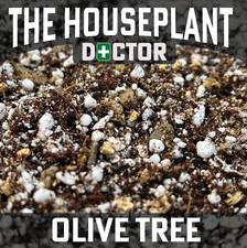 OLIVE TREE Repotting Soil Mix (Olives Potting Compost Indoor Olea Europaea 1-25L