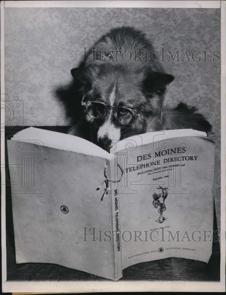 1948 Press Photo dog posed with phone book, Animal Rescue League