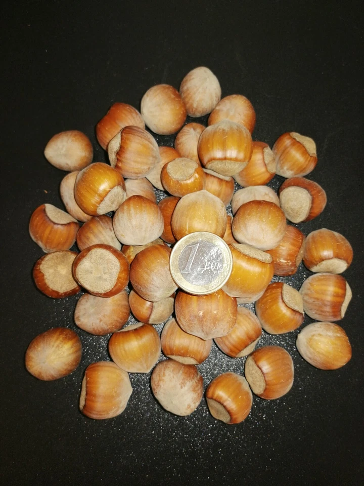 Haselnüsse in der Schale aus Polen, Bio-Qualität, TOP, 0,5kg - 100kg Ernte 2025 - Bild 4 von 4