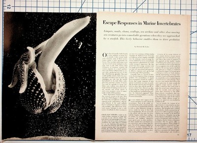Marine Invertebrate Escape Responses Article 1960s Science Journal Ephemera