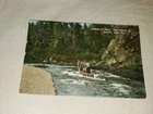Running The Rapids North Branch Sevogle River NB Vintage Postcard