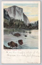 Yosemite CA El Capitan Bison Scenic Mountain Valley 1901 Undivided UDB Postcard