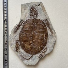 Unique Turtle fossils from a rare Chinese Triassic Collection X120607