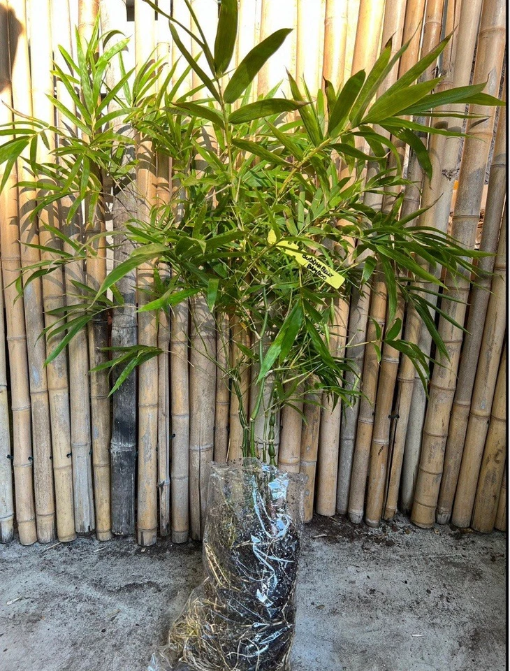 Buddha Belly [Green] Bamboo Plant - Image 3 of 4