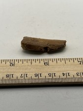 Carcharodontosaurus Tooth Dinosaur TREX Cousin 1.5” G1