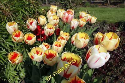 Foto 6x4 Tulpen in Arley Hall Tulpen im Küchengarten in Arley Hall c2015