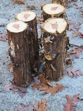 2 Red Cedar Logs Your Choice 8" - 10"- 12"- 14" Length Crafts Table Leg DIY