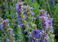 Hyssop Seeds, Bees & Butterflies, Blue-Violet, Variety Sizes, FREE SHIP