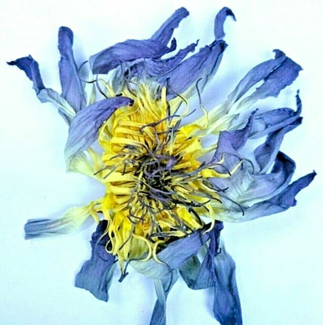 Blue Lotus Flower Tea Organic Sacred Nymphaea Caerulea Heart Herbal Relax Dried For Sale Online Ebay