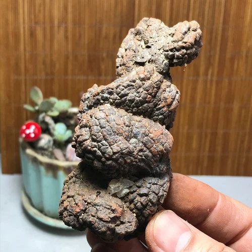 Top! Best Rare Natural dinosaur dung coprolite Poop mineral specimen 216g A4348