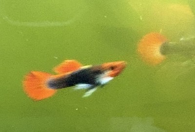 10 Pack Fry -  Koi Tuxedo  Guppy - USA - HOME BRED - PURE LINE