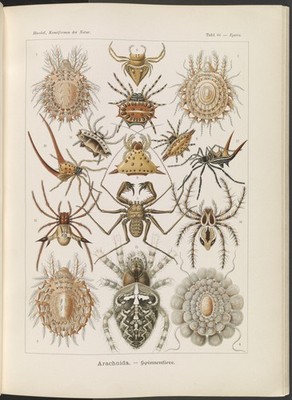 Ernst Haeckel Arachnida Spiders Vintage 1904 Scientific Illustration Reprint Wal