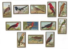 c1910's T42 Mecca Tobacco Cards - Bird Series - 12 Different - Buy 1 or All!