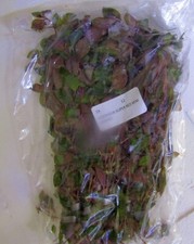 36 plus stems super red mini ludwigia plants