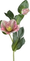 artplants Kunstblume Christrose Dendy, Rosa-GrüN, 35Cm