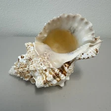 Giant Frog Snail Sea Shell Tutufa Bubo Natural Collectible Giant Frog Shell 7"