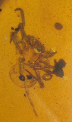 Escarabajo del Cretácico con Mandíbulas y Araña en Fósil Ámbar Birmano de la Edad de los Dinosaurios - Imagen 7 de 15
