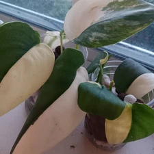 Rare Scindapsus Satin Jade Variegated Nodes 2 Houseplant Rooting In Moss Or leca