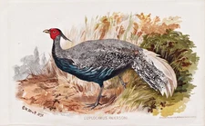 Anderson's Pheasant pheasant oiseau birds birds bird lithograph 1878