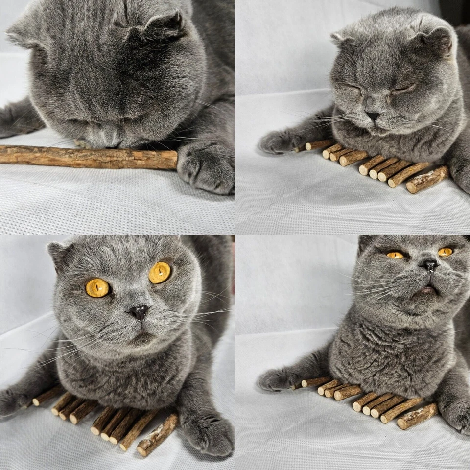 10 Silver Vine Sticks Cat Chew Dental Dry Matatabi Toy Kitten Clean Tooth Health - image 4 of 4