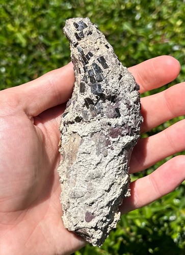 HUGE Coryphodon Canine Tooth Fossil Eocene Mammal Wyoming Rare Pantodont - Picture 2 of 15