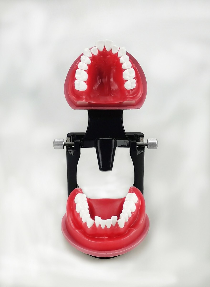 Denture Model Wax Typodonts Manufacturer In China,dental Implant