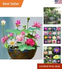 12 Pcs Organic Water Lily Seeds - Nourish Your Garden with Natural Elegance