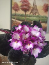 African Violet Indoor House Plant - Fresh Cutting One Leaf