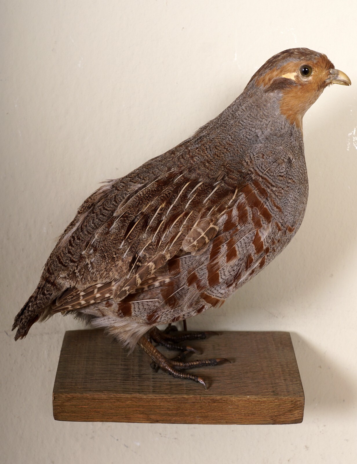 Bonita perdiz (Perdix perdix) con certificado Partridge Taxidermy