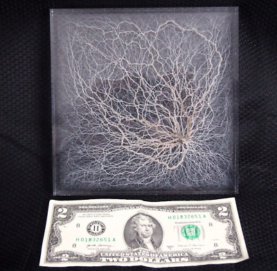 Chaotic Lichtenberg Figure in acrylic - Atomic Discharge - 6'' x 6'' - CIMOTA  