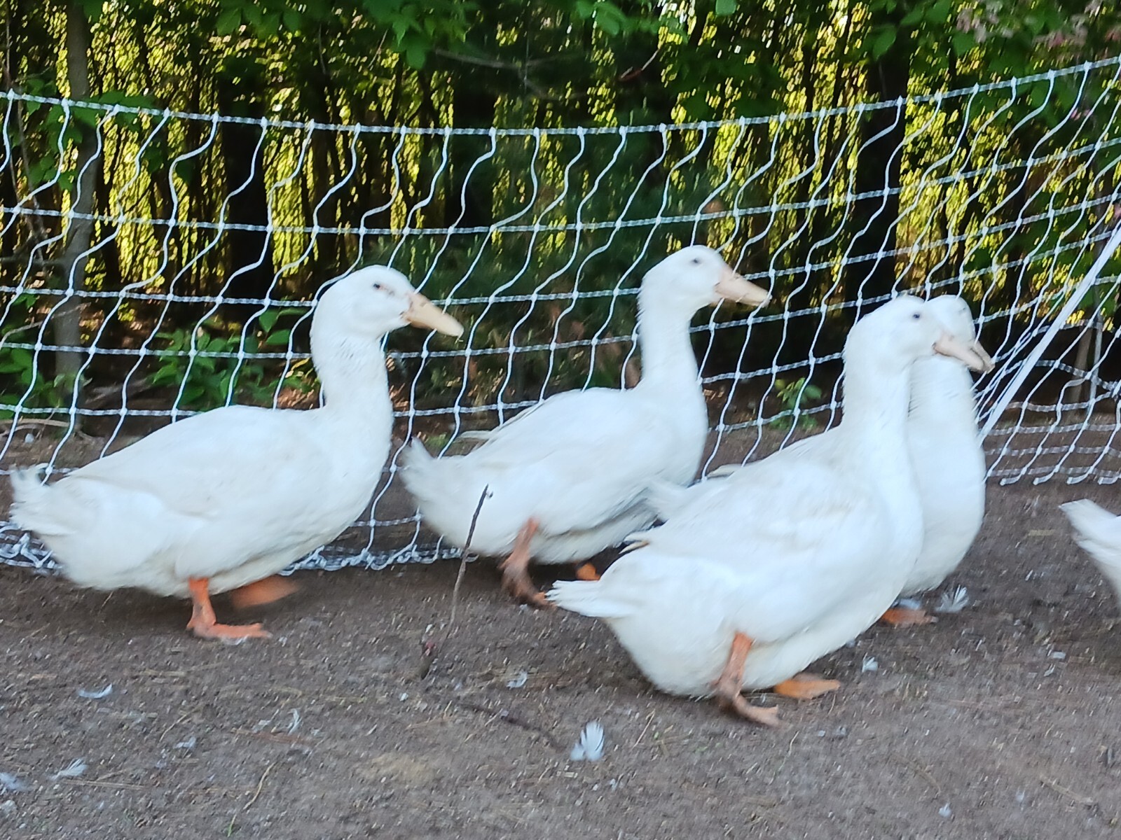 6 Ultra RARE Aylesbury Duck Eggs Lovely EXHIBITION Large DUCK eBay