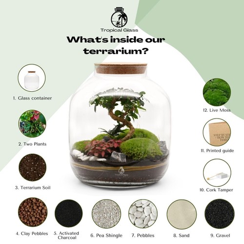 Terrarium Kit XL with Bonsai H: 38 cm | Make your own Bonsai Terrarium Set - Picture 4 of 7