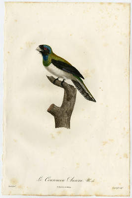 Seltener antiker Druck-COUROUCOU AURORA-CURUCUI-Pelletier-Levaillant-Barraband-1801