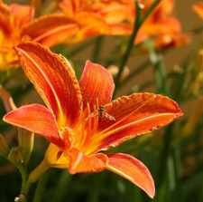 October Orange Daylily Live Plants Set of 3 Roots Classic Orange Flowering