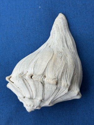 RARE Fossilized WHELK Shell From Atlantic Ocean Coast WHITE - Conch 7.5 