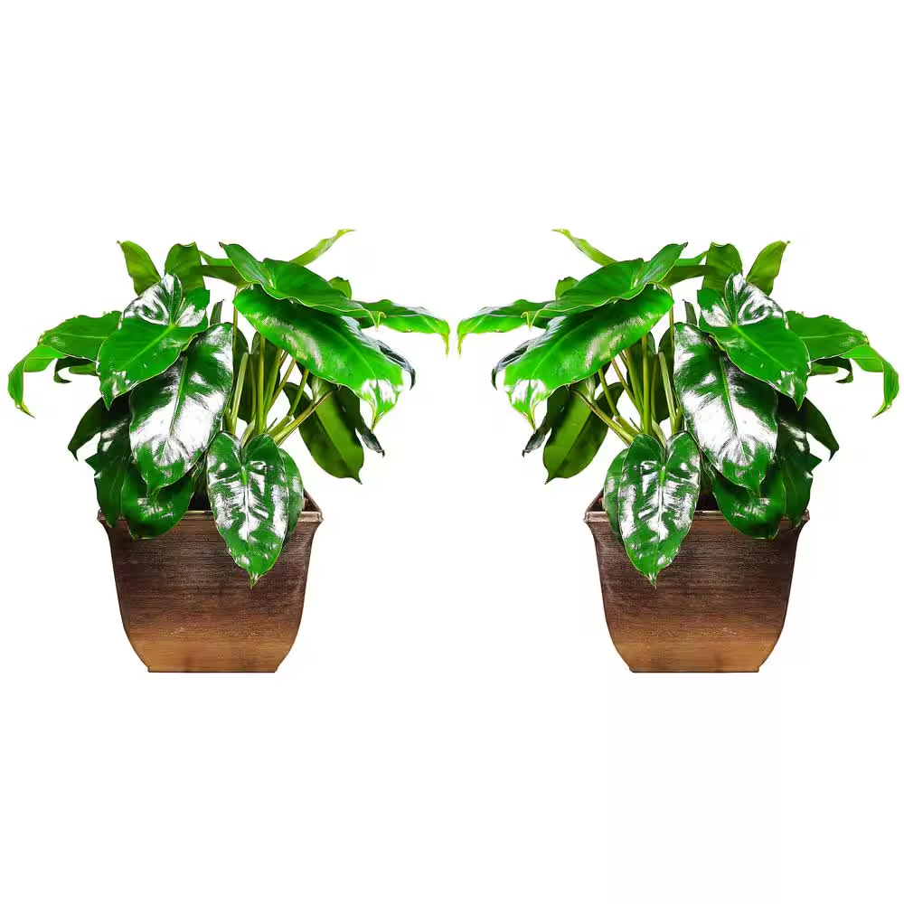 philodendron thaumatophyllum Thaumatophyllum (Philodendron) 'Xanadu' XL main image 0