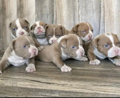 Pocket American Bully Puppies Dogs Puppies Gumtree Australia Wollondilly Area Warragamba 1258515851