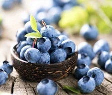 100+ BLUEBERRY SEEDS | HIGHBUSH FRUIT SEEDS- USA SELLER FREE SHIP !