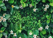 7x5FT Green Leaves Photography Backdrop Spring Grass Nature Photo Background