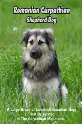 Rumänischer Karpaten-Schäferhund: Eine große Rasse von Viehschutzhunden...