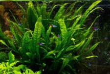 Java Fern Microsorum pteropus Easy Live Aquarium Plants BUY 2 GET 1 FREE
