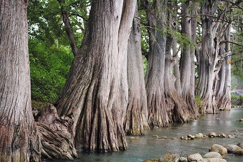 Montezuma Bald Marsh Cypress Tree Seeds (Taxodium mucronatum) Fast, Bonsai, Rare - Picture 14 of 14