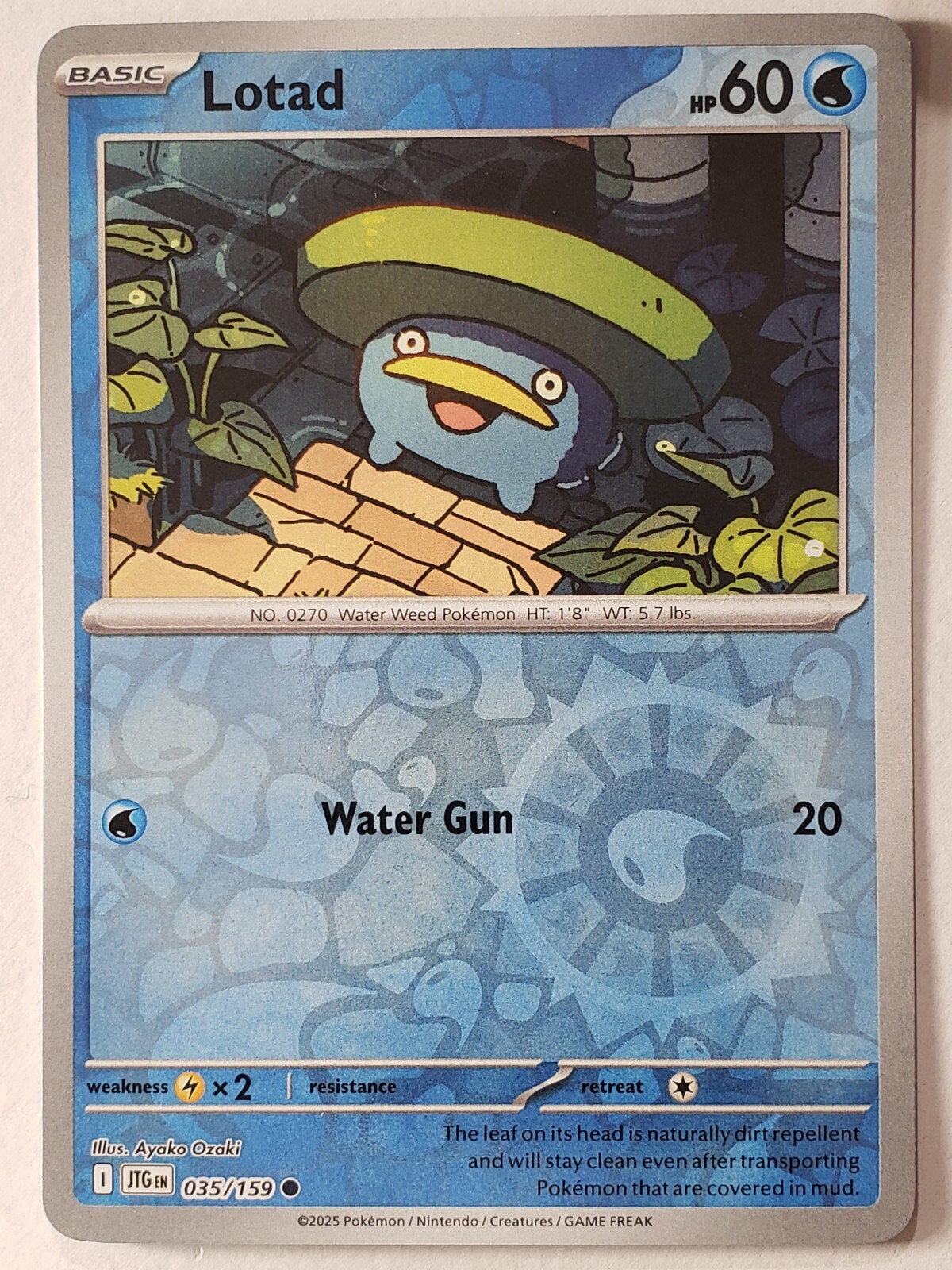 Lotad
