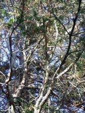 25 MOSS FALSE CYPRESS SEEEDS - Chamaecyparis pisifera 'Squarrosa Cyano-viridis'