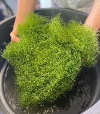 *** 2 CUPS on SALE *** Chaeto Macro Algae PEST FREE!