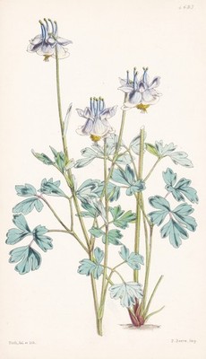Aquilegia Kanaoriensis Himalaya Botanik flower botany lithograph Curtis 4693