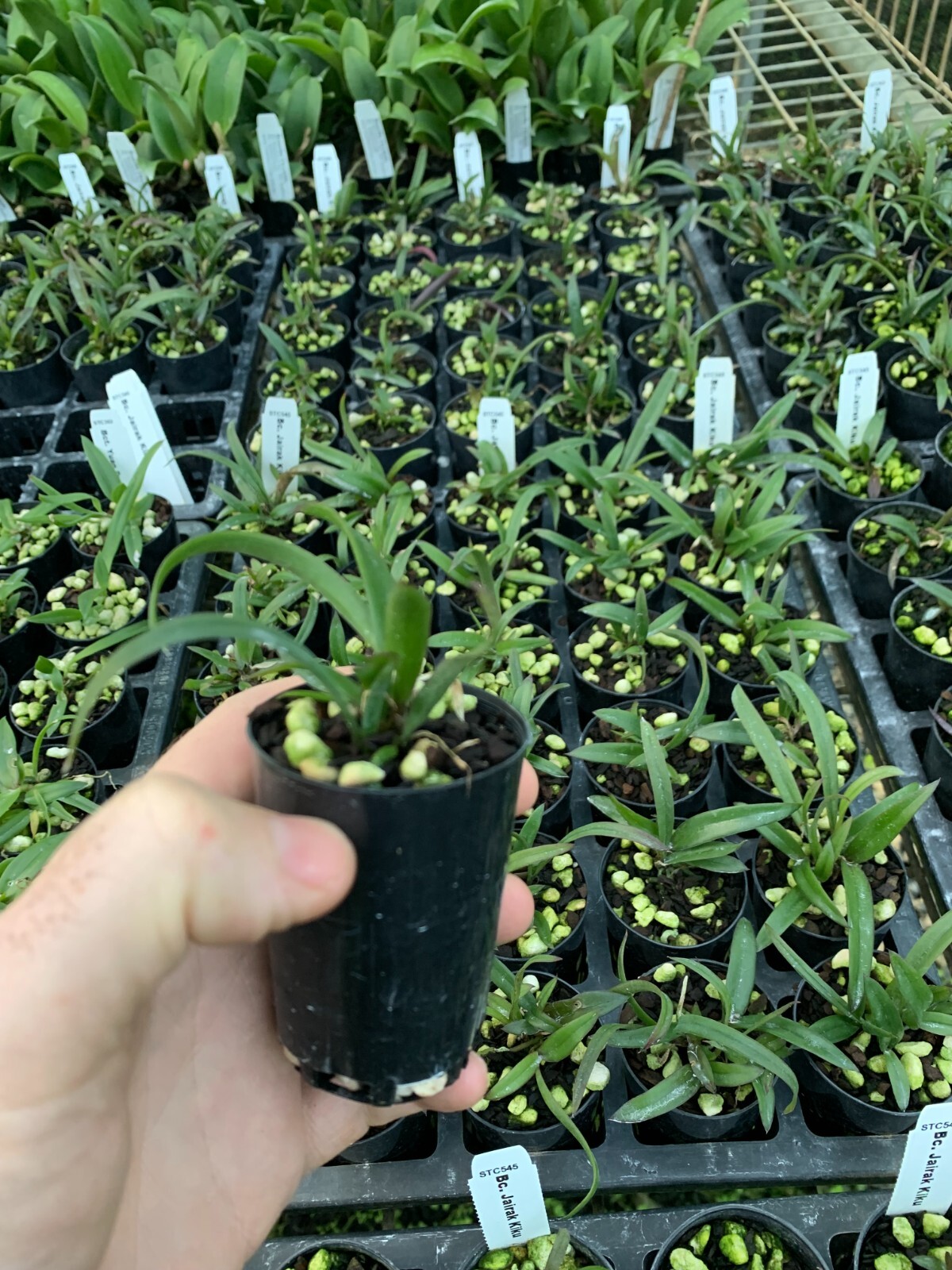 RON Cattleya Orchid Bc. Jairak Kiku MERICLONE 50mm Pot Size eBay