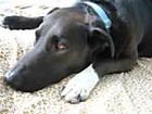 nica0404