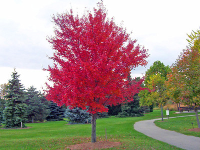 Maple Tree Seeds - RED MAPLE - Acer Rubrum - Site Tolerant Shade