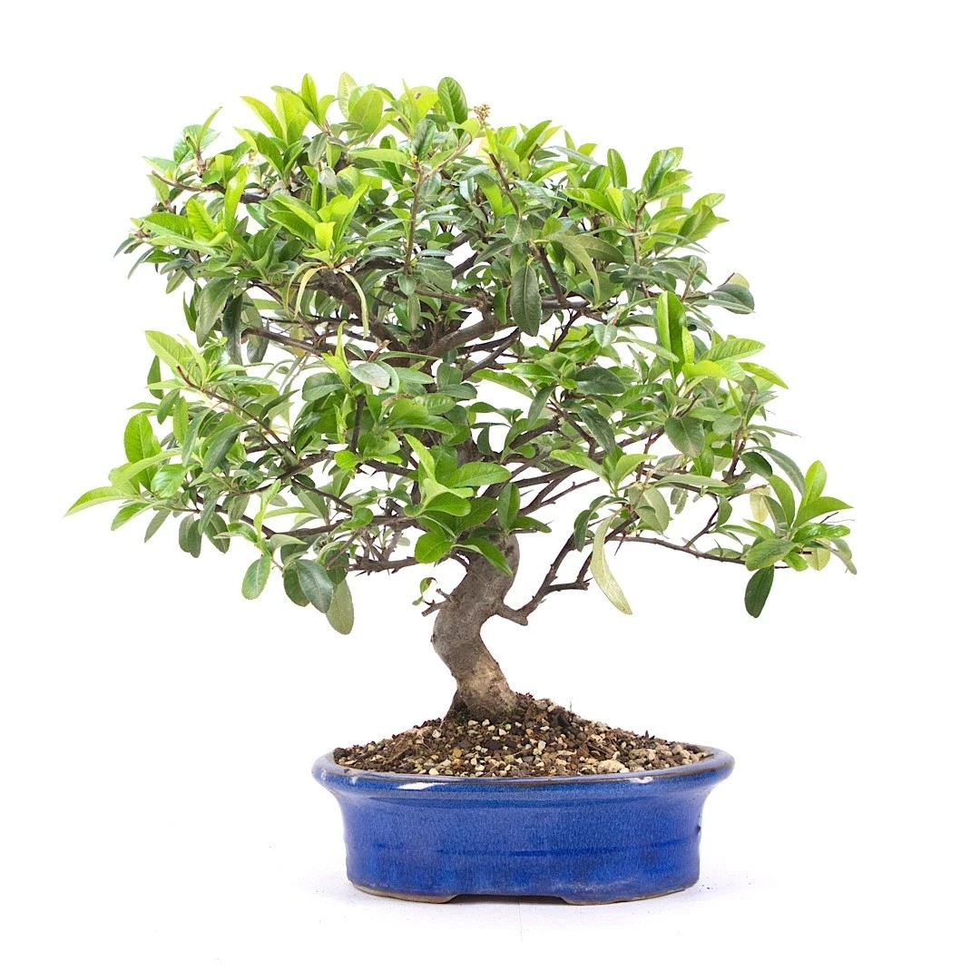 Bonsai Baum online kaufen | eBay.de
